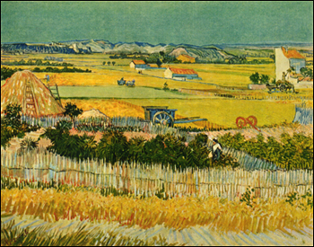 Harvest at La Crau